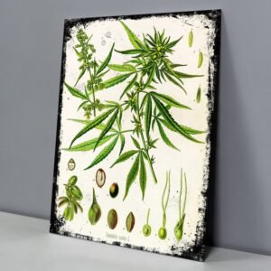 Lámina Botánica Cannabis Sativa